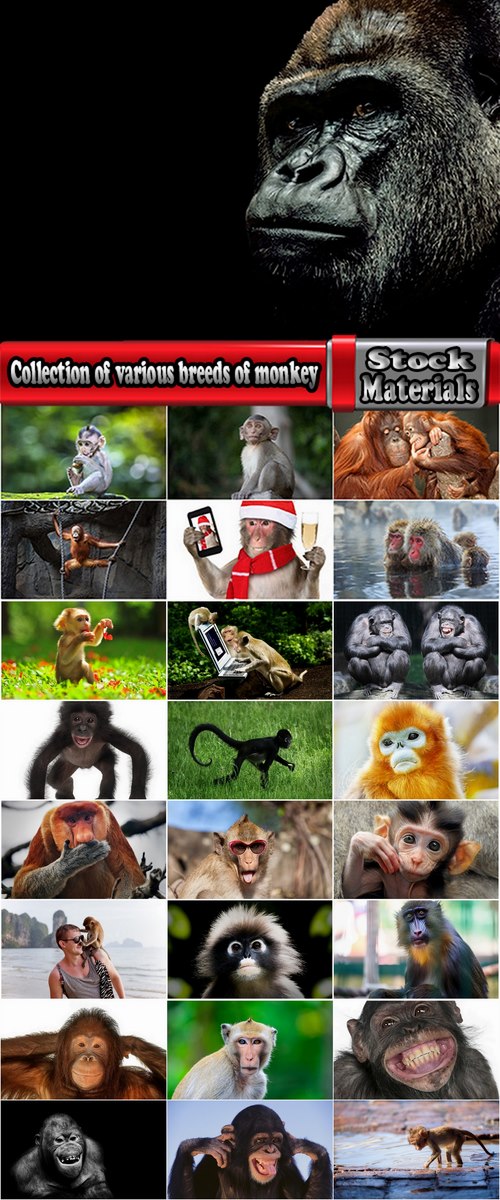 Collection of various breeds of monkey 25 HQ Jpeg