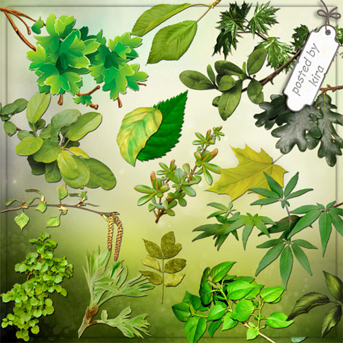 Клипарт на прозрачном фоне - Ветки и листья летних деревьев