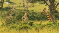 :   / Giraffe. African Gian (2015) HDTVRip (720p)