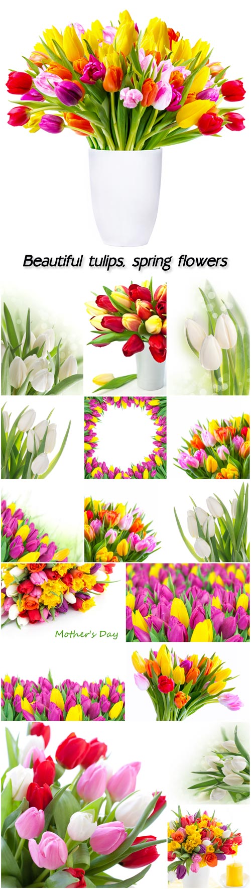 Beautiful tulips, spring flowers #2