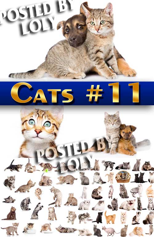 Котики #11- Растровый клипарт