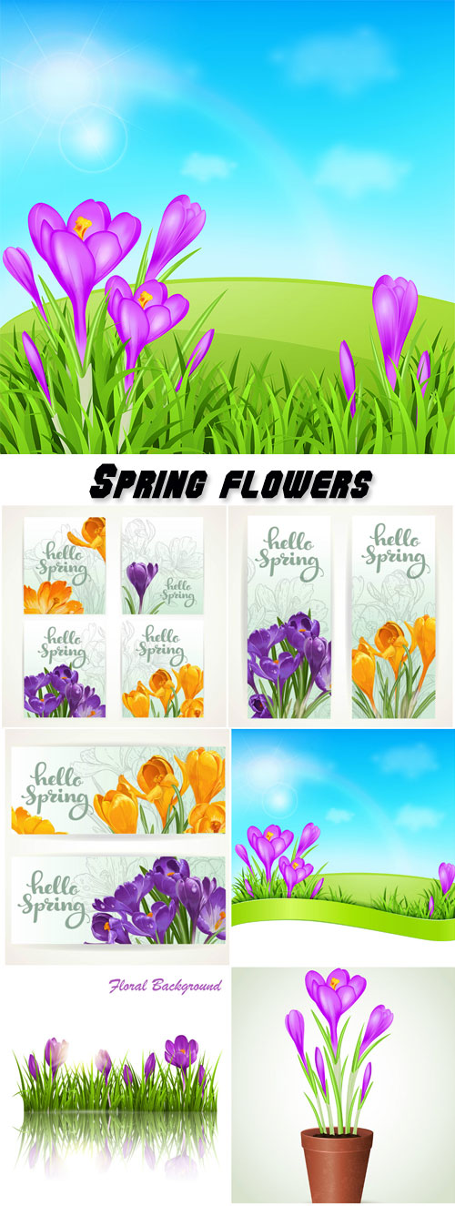 Crocuses, flowers spring vector