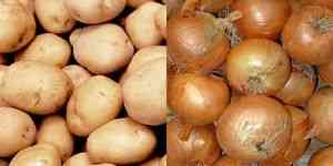 Как хранить лук-севок и семенной картофель, чтобы они не проросли раньше времени?