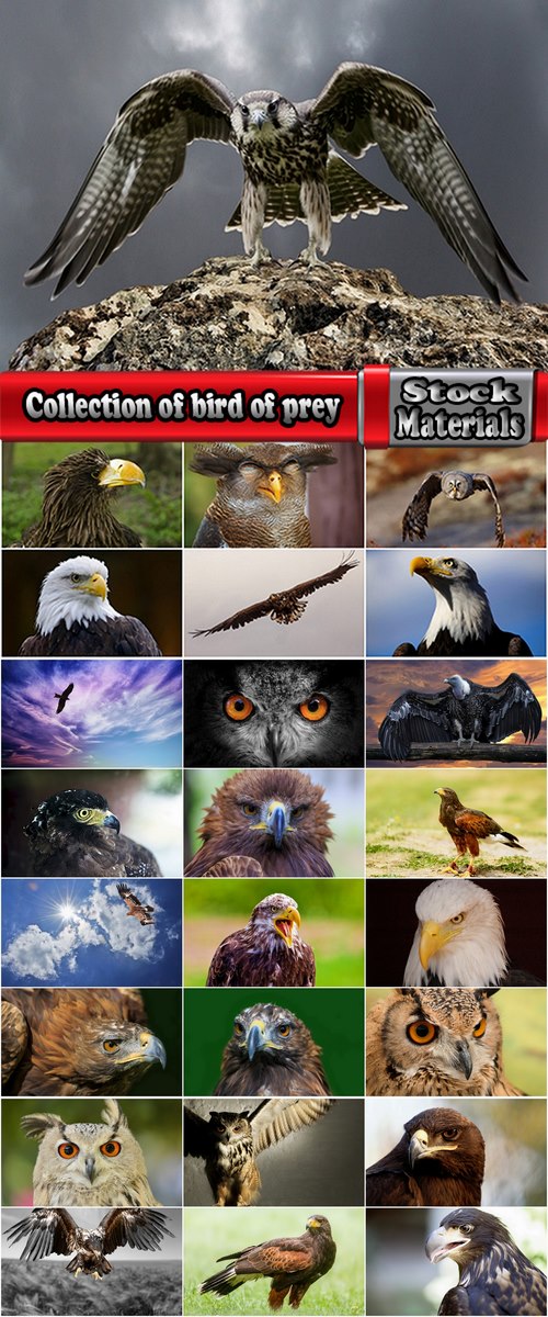 Collection of bird of prey eagle talons vulture's beak 25 HQ Jpeg