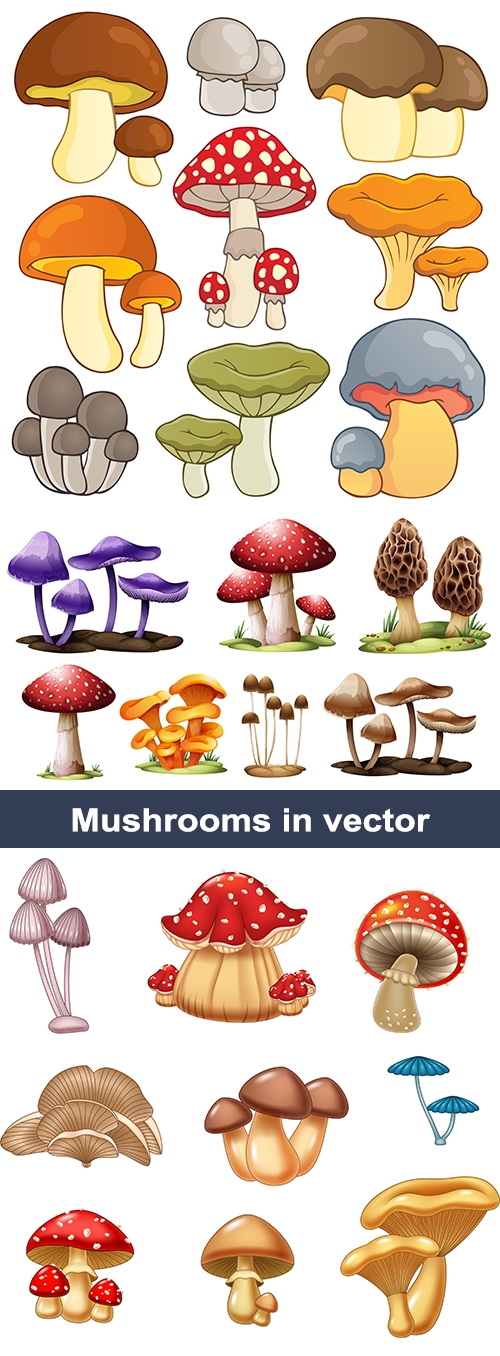 Векторный клипарт Грибы | Vector clipart Mushrooms