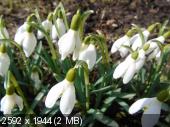 Фотоконкурс «Весна на ладошке». 967a37fa481a7bcf0f636b4a6230e244